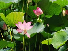 -荔湾湖公园