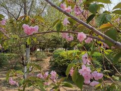 -长白岛森林公园