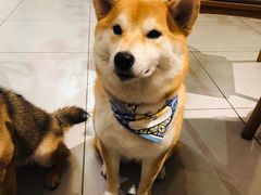 -柴务处·柴犬主题狗咖