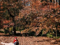 -上海共青森林公园