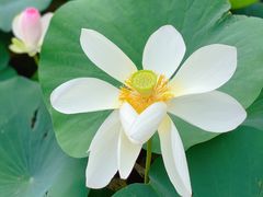 -莲花池公园