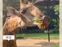 -广州长隆野生动物世界