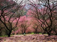 -新建村梅花