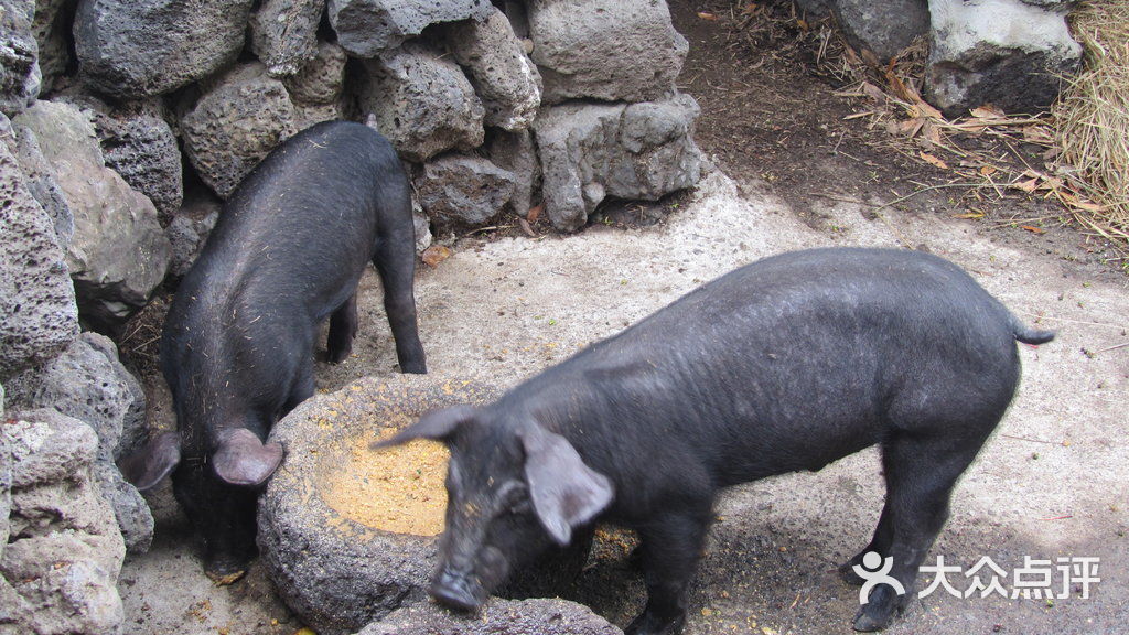 济州岛黑猪图片 - 第3张