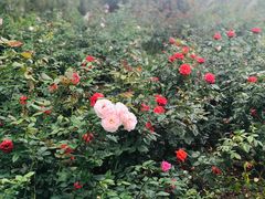 -人民公园(罗湖区)