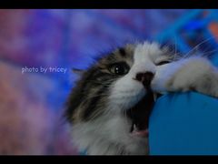 32-Sirena海妖日咖夜酒