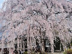 -醍醐寺