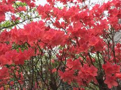 -南汇桃花村