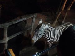 -清迈夜间动物园