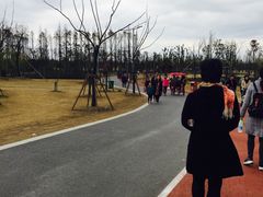 -上海长兴岛郊野公园