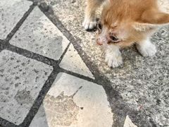 -御宝贝·A梦猫科宠物医院(国际猫友好医院)