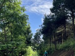 -铁山坪森林公园