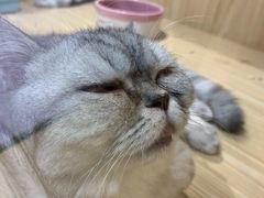 -屋虎猫馆(宝安大仟里店)