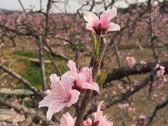 -桃花岛景观公园