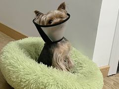 -艾吉宠物医院·疑难杂症转诊中心·猫友好(碧江路院)
