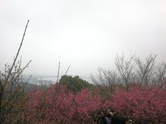 -香雪海