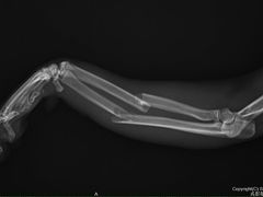 -菲尔斯特宠物医院