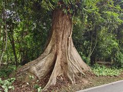 -中国科学院西双版纳热带植物园