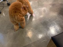 -PETKIT 小佩宠物·低压洗护·美容·寄养(安远店)