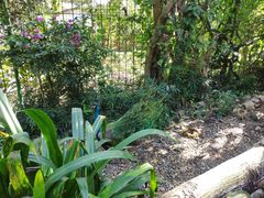 -瑞丽独树成林风景区