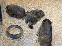 -酷嗒动物文化乐园(cutezoo西溪乐天城店)