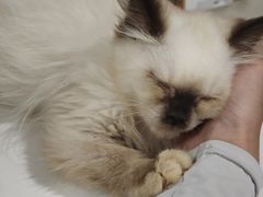 -楼上猫咖(罗湖店)