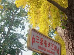 -三里屯东五街银杏大道
