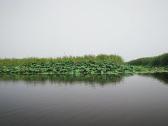 -白洋淀景区