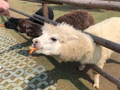 -常州淹城野生动物世界