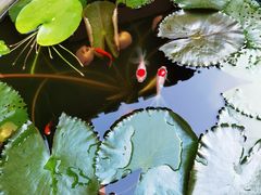 -八婆婆烧仙草(曾厝垵店)