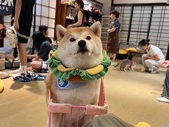 -逗柴咖啡屋·狗咖猫咖宠物桌游