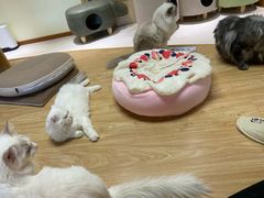 -猫和宫(六道口店)