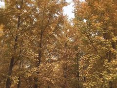 -汉景帝阳陵博物院