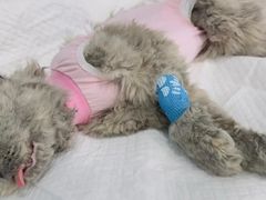 -纳吉亚猫专科动物医院博雅分院