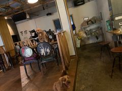 大堂-萌喵咖啡屋(人民东路4号口M16商铺店)