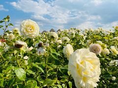 -廊坊文化艺术中心