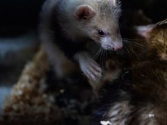 -青石桥花鸟鱼虫市场(叠翠城店)