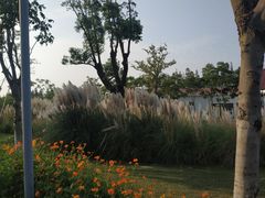 -上海长兴岛郊野公园