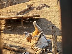 -大连森林动物园