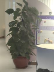 -广州美莱医疗美容医院