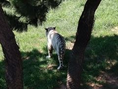 -西霞口神雕山野生动物世界