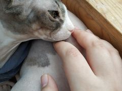 -猫小院猫主题咖啡厅(北锣店)