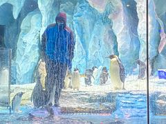 -帝企鹅自助餐厅•儿童岛•真企鹅(长隆企鹅酒店)