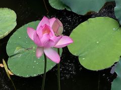 -荔湾湖公园