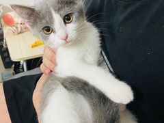 -屋虎猫馆(宝安大仟里店)