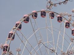 -顾村公园