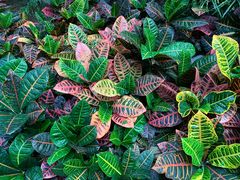 -南山植物园