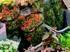 -溪岸路花鸟市场