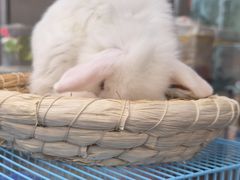 -哈尔滨道外花鸟鱼市场