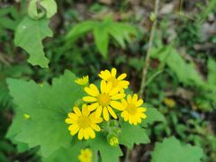 -燕子河大峡谷天坑仙境